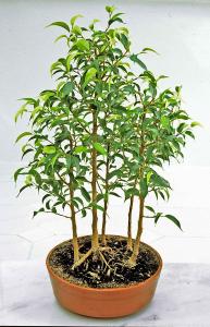 3. Ficus x 'Natascha' dunge. 
